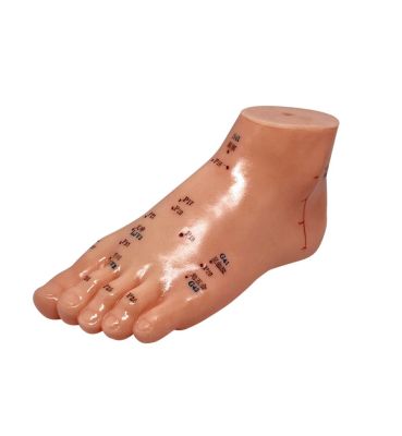 Zu Bu Xue Wei Mo Xing 足部穴位模型 Foot Model Showing Acupoints